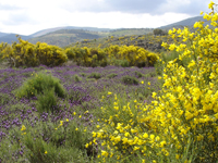 bunt bl&uuml;hendes Alentejo